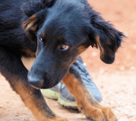 fynn6