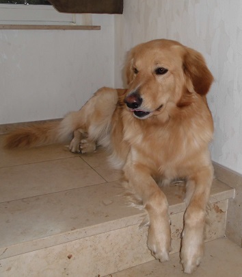 bruno1
