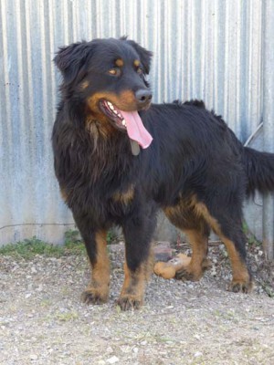 Carlos