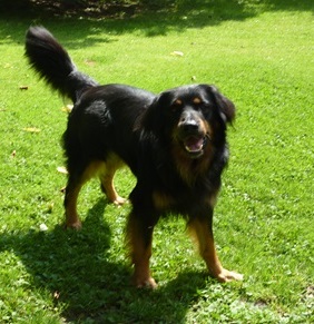 Balou(3)