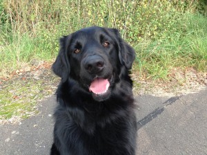 harry1