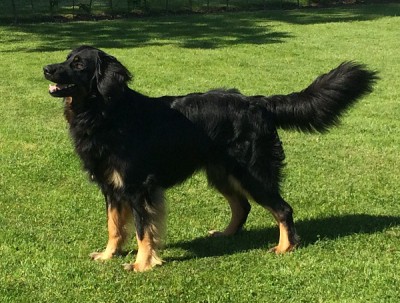 chico1