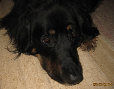 wisel1
