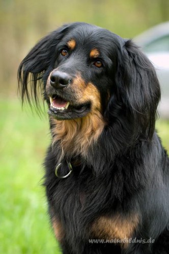 bailey
