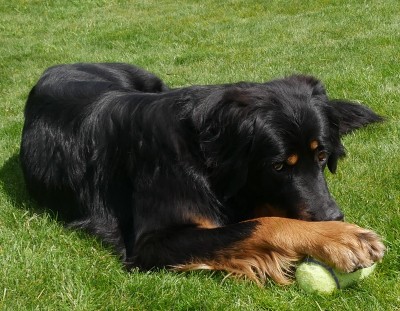 aramis1